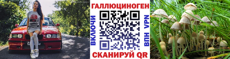Купить закладки  Чехов  Галлюциногенные грибы Cubensis 